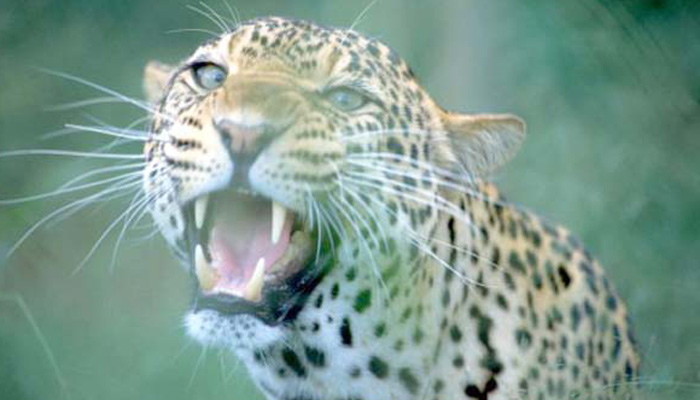 leopard-in-amroha-jungle