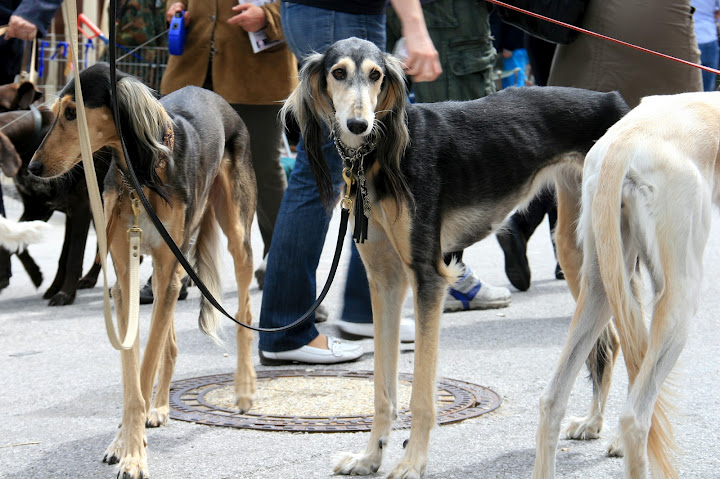 Pillow Talk Whippets Mai 2012