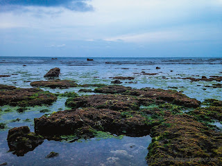 Sea Moss Plants Stranded On The Beach Rocks At Umeanyar Village, North Bali, Indonesia