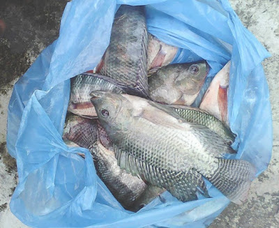 umpan ikan nila danau toba,umpan nila malam hari,umpan mancing nila liar,resep umpan ikan nila jatiluhur,umpan mancing ikan nila besar,umpan mancing ikan nila merah, umpan ikan nila danau toba,umpan nila malam hari,umpan mancing nila liar,resep umpan ikan nila jatiluhur,umpan mancing ikan nila besar,umpan mancing ikan nila merah,