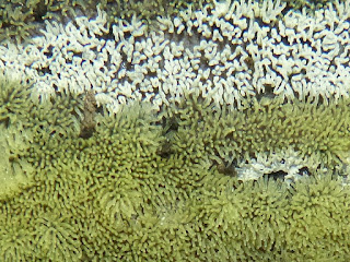 Ceratiomyxa fruticulosa - Cératiomyxie fruticuleuse Ceratiomyxa fruticulosa - Cératiomyxie fruticuleuse