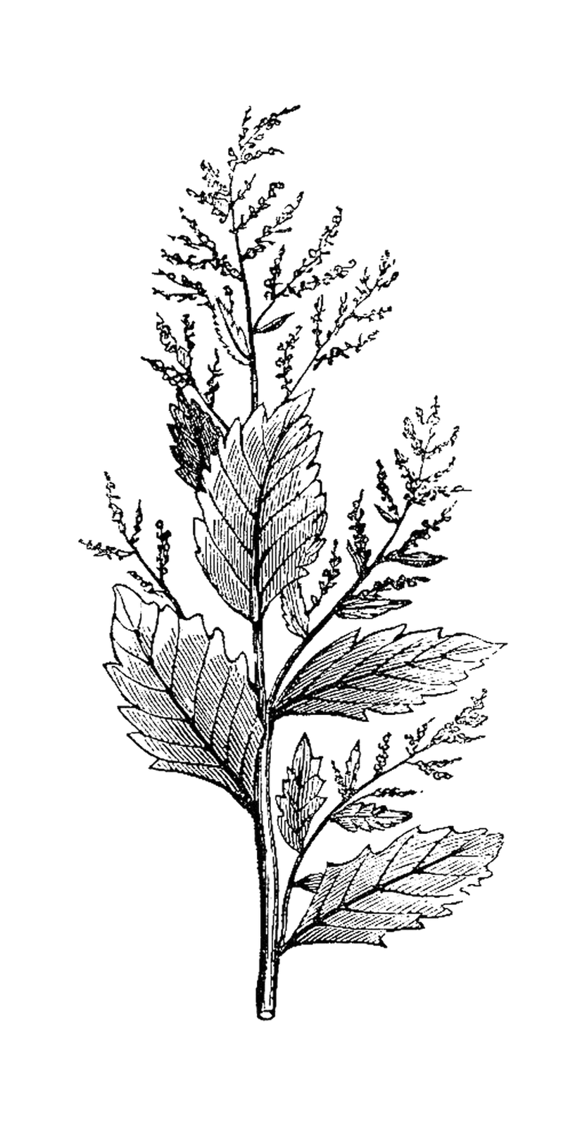 Antique Images Free Botanical Graphic Vintage Plant Illustration of