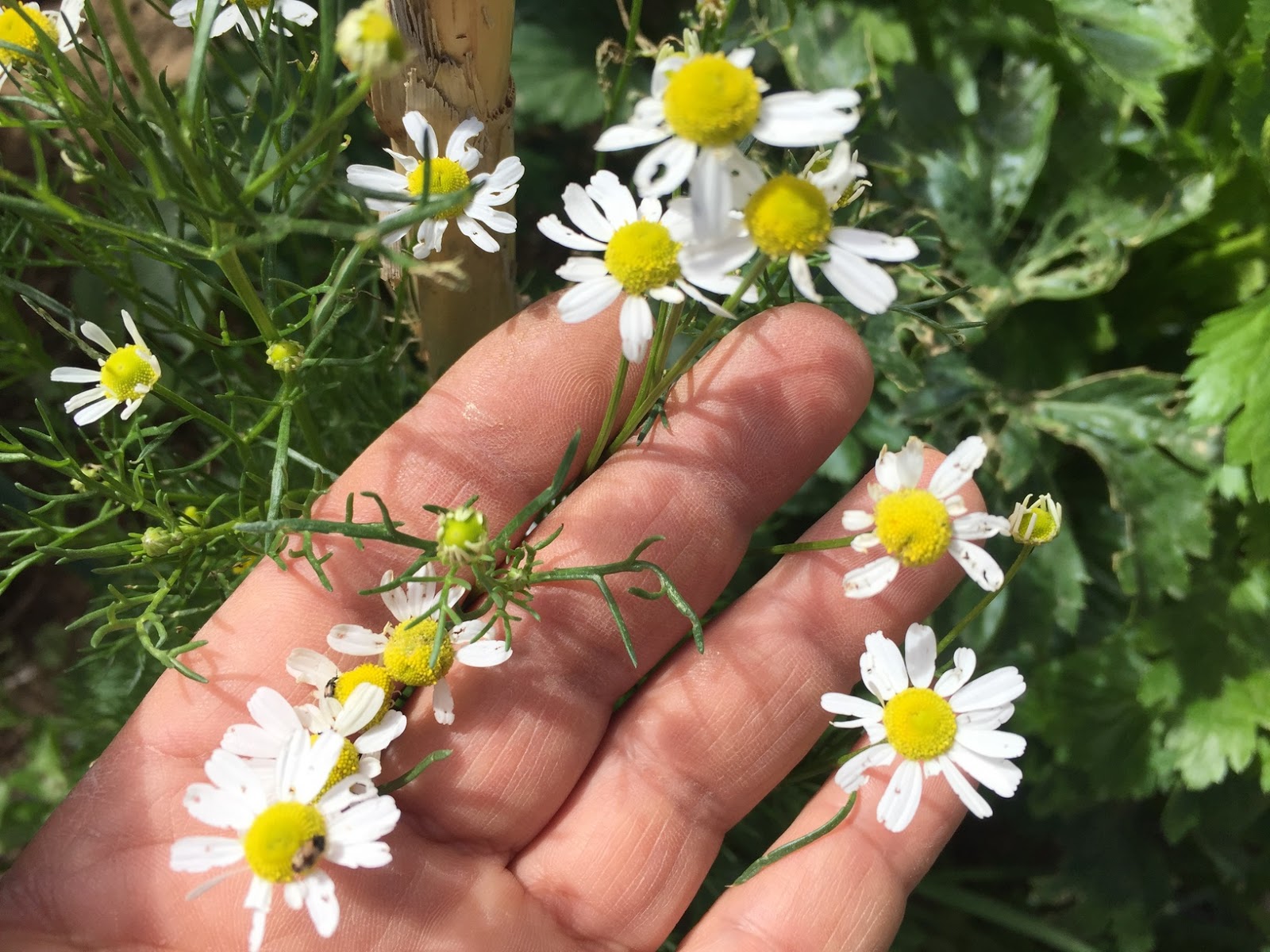 How to Grow Chamomile