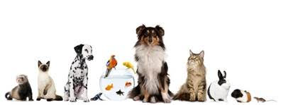Pets Pets