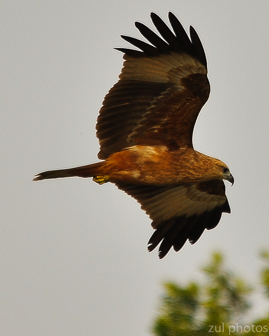 Zul Ya - Birds of Peninsular Malaysia: Burung Helang ( Eagle )