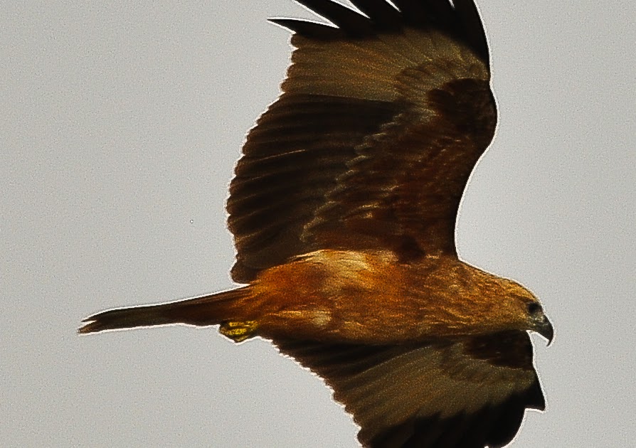 Zul Ya - Birds of Peninsular Malaysia: Burung Helang ( Eagle )