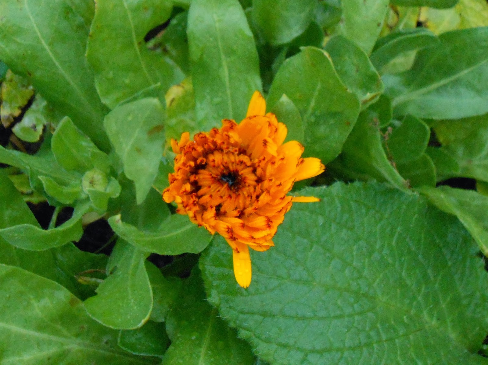 Magpie Marigolds in winter...