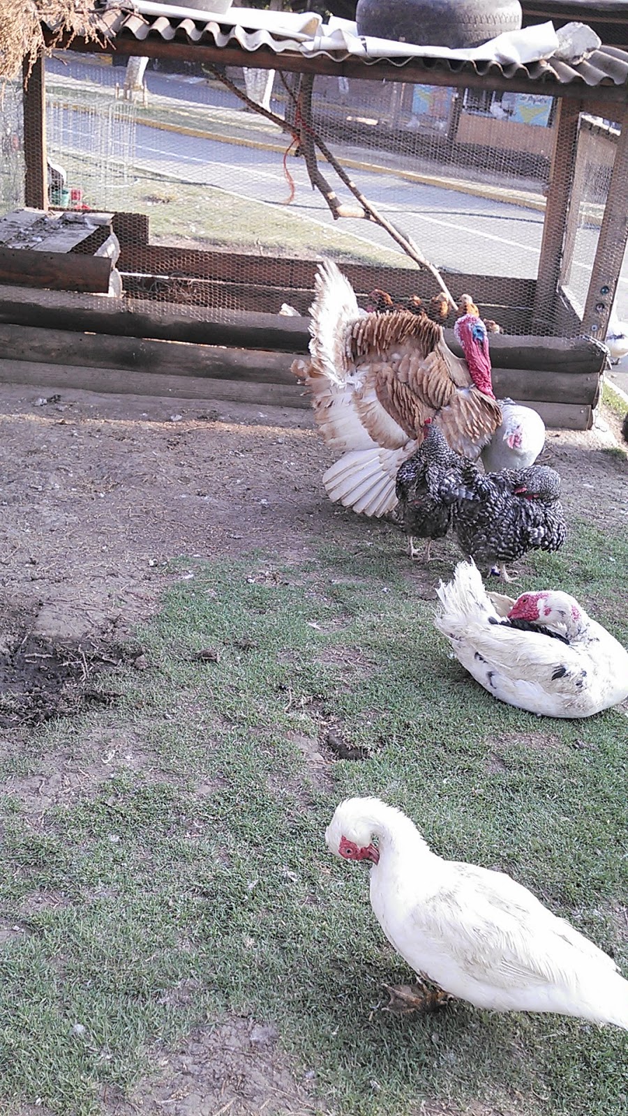 Dinnoreckz! ¿Aún no conoces?, Granja de animales en San Buenaventura, Ixtapaluca. Dinnoreckz! ¿Aún no conoces?, Granja de animales en San Buenaventura, Ixtapaluca.