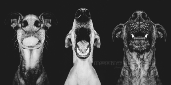 Schnauze - Nice Nosing You - Photos of dog noses by Elke Vogelsang at Wieselblitz. Notes from the Pack.