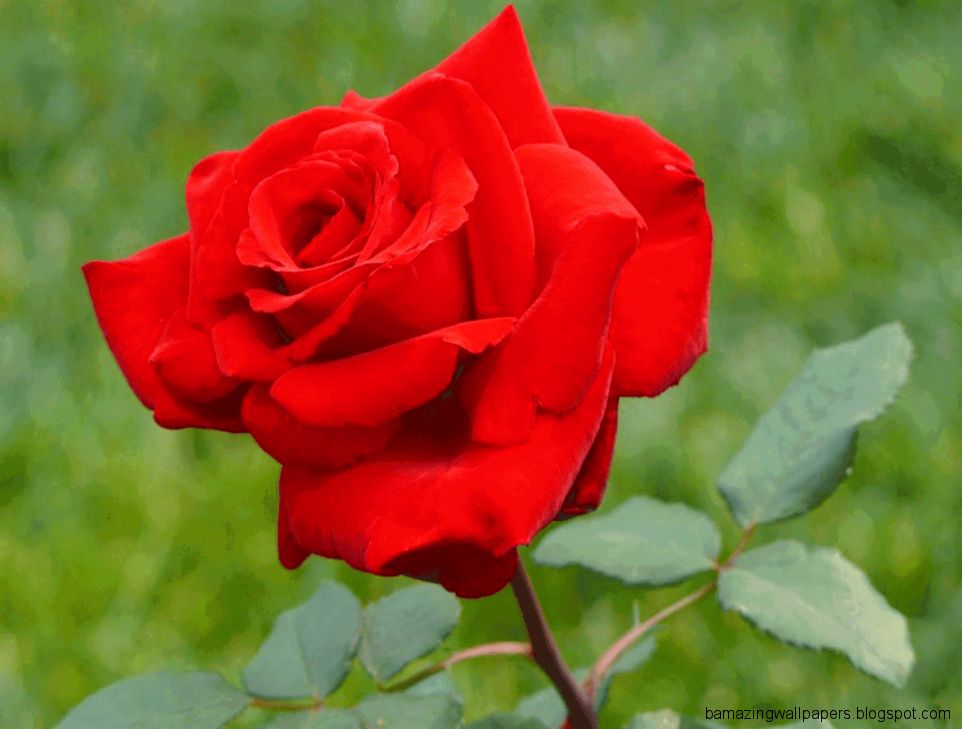 Beautiful Red FlowersRoses Wallpapers For Desktop Background