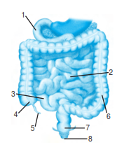 Bagian Dan Fungsi Usus Halus Pada Sistem Pencernaan - Materi Ajar SD