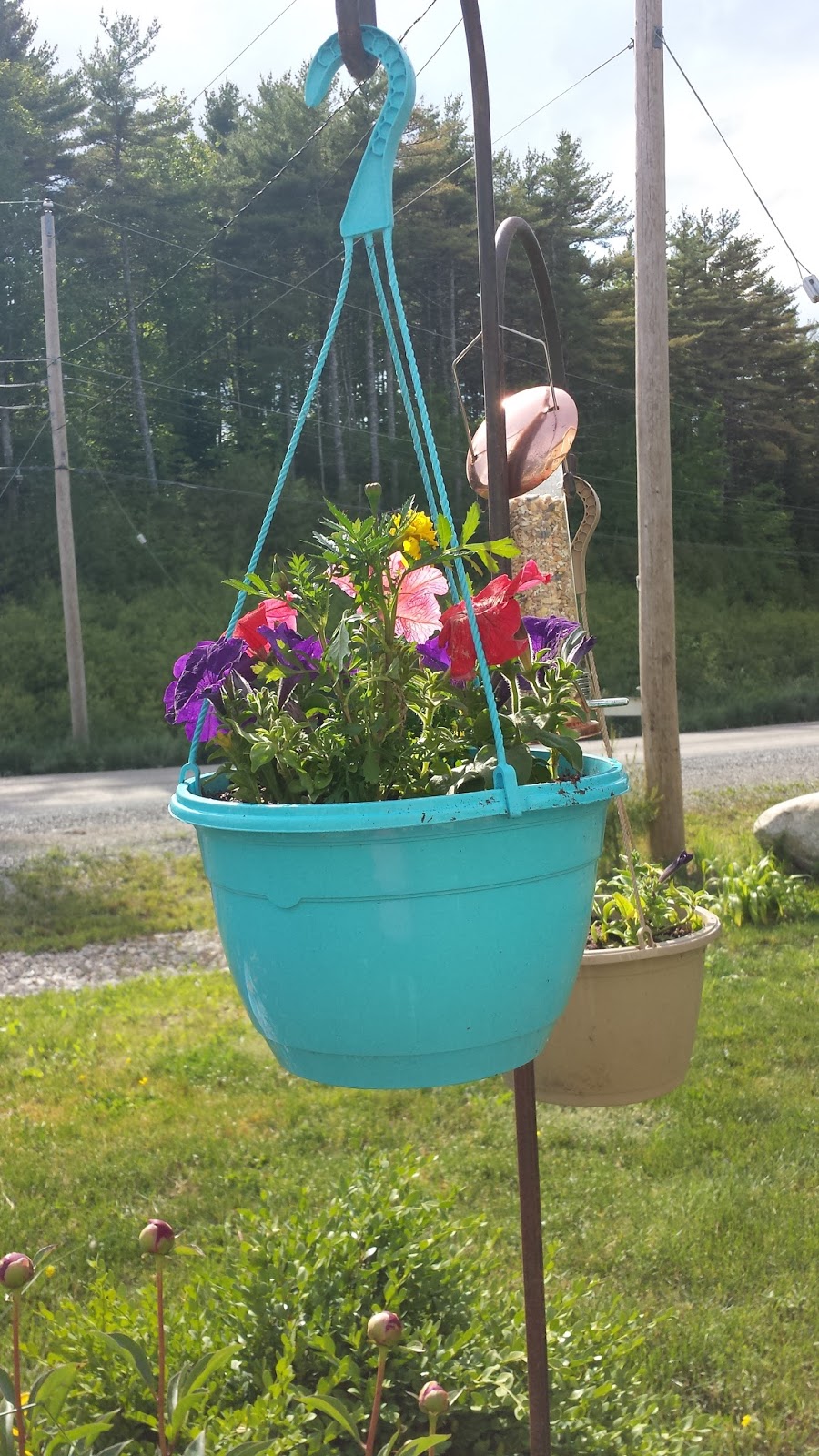 Guess Who's Cheap? Hanging Baskets