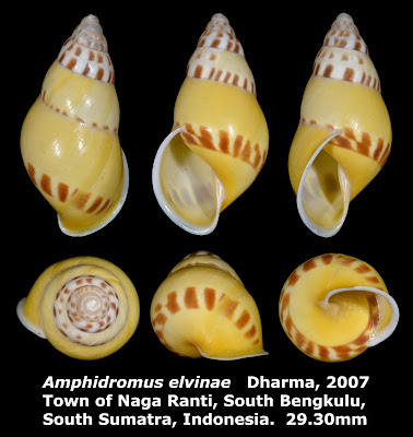 Amphidromus elvinae 29.30mm