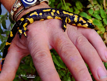 Salamandra común