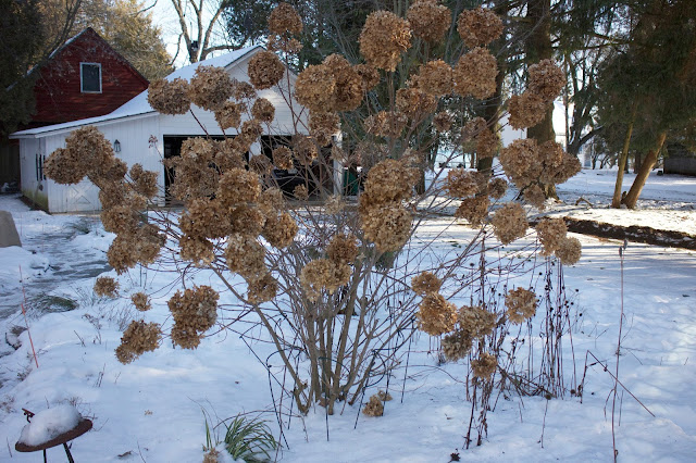 The Impatient Gardener -- Limelight hydrangea in winter