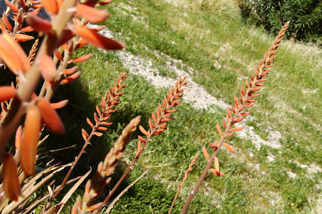 An image of some RED Aloe vera