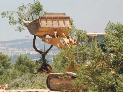 pokok zaitun Palestin
