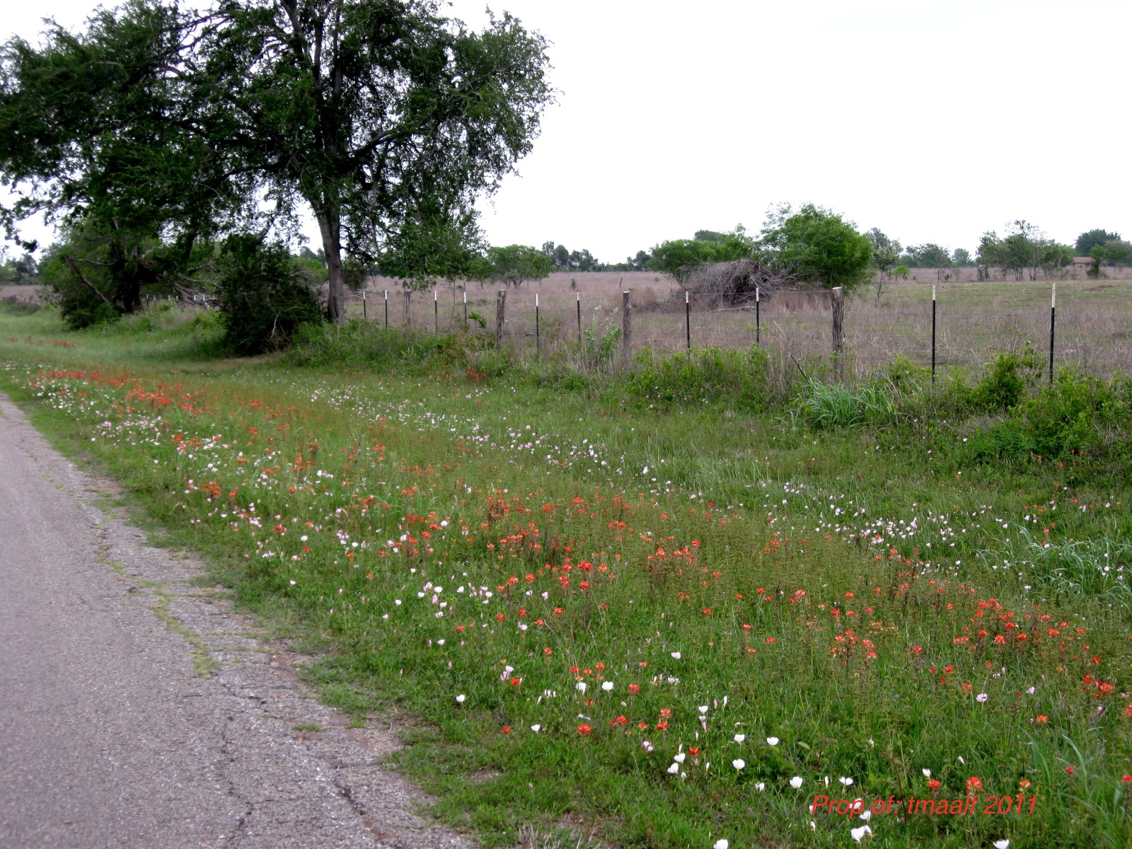 Two Men and a Little Farm GLORIOUS TEXAS WILDFLOWERS
