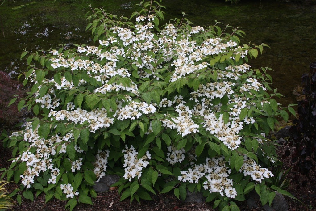Agronomijas V Stis Latvijas Lauksaimnieca Bas Universita Te