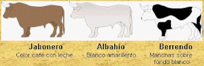 Toro de Lidia