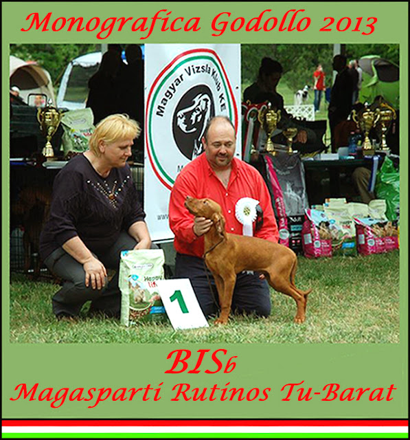 Mejor Muy Cachorro Monográfica del Club Vizsla de Hungría