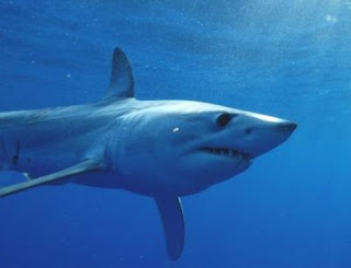 shortfin mako shark, mako shark, shark