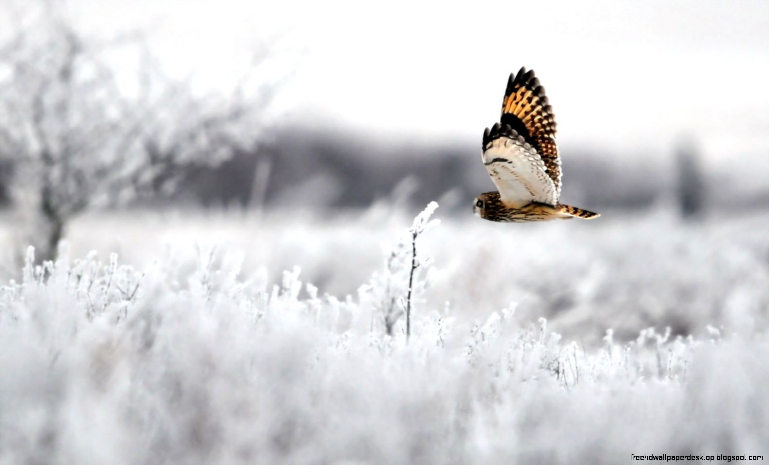 Owl Computer Wallpaper Winter