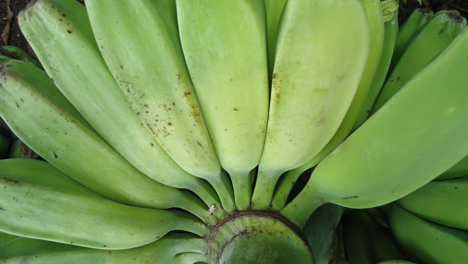 Banana In The Philippines Anything You Need To Know About Banana In