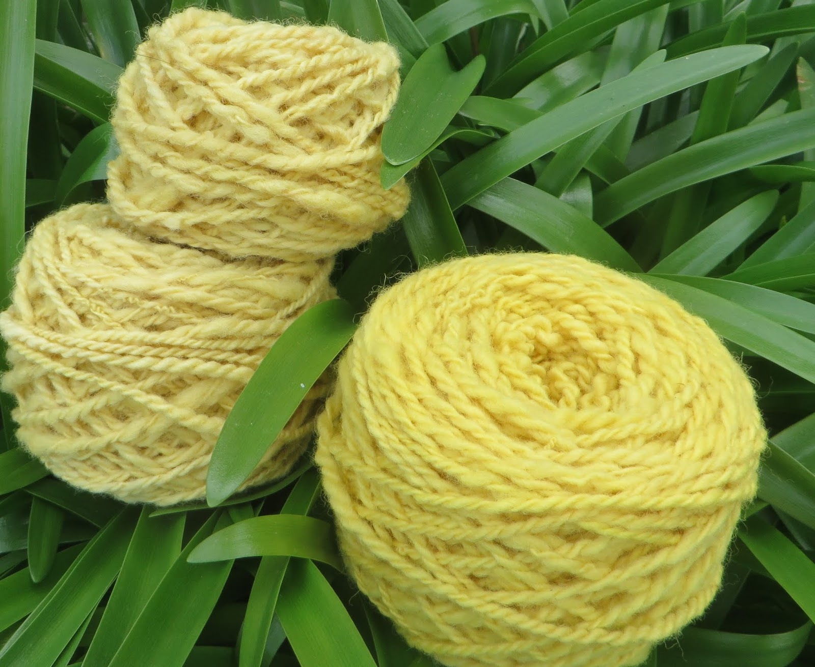 Cast On and Cast Off Daffodils! Natural Dyeing