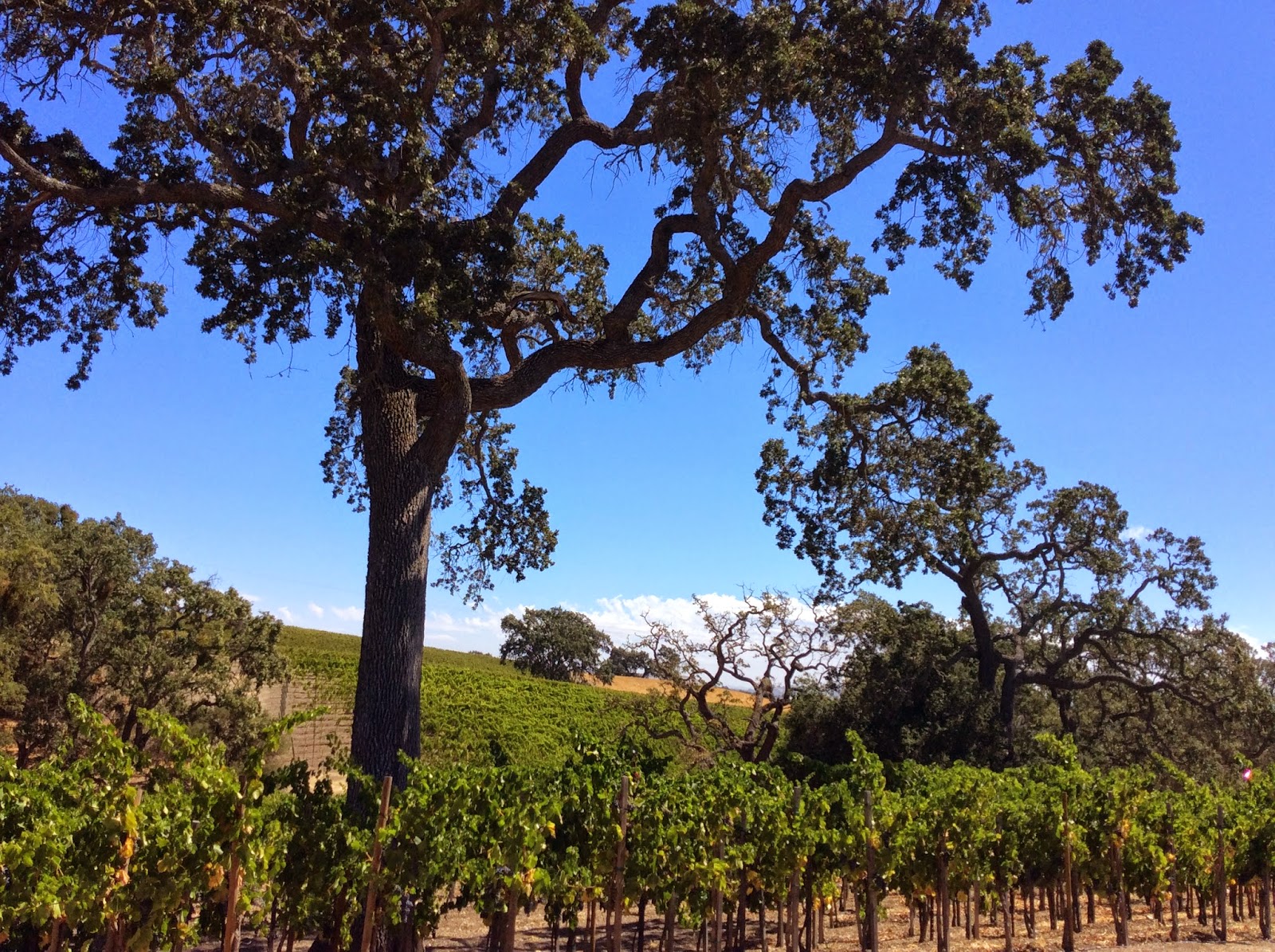 The Sommelier Update Four Days in Paso Robles Day Three