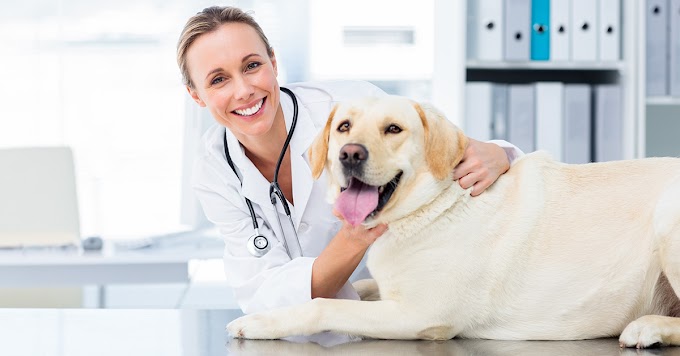 How to Reduce Your Dog’s Risk of Diabetes