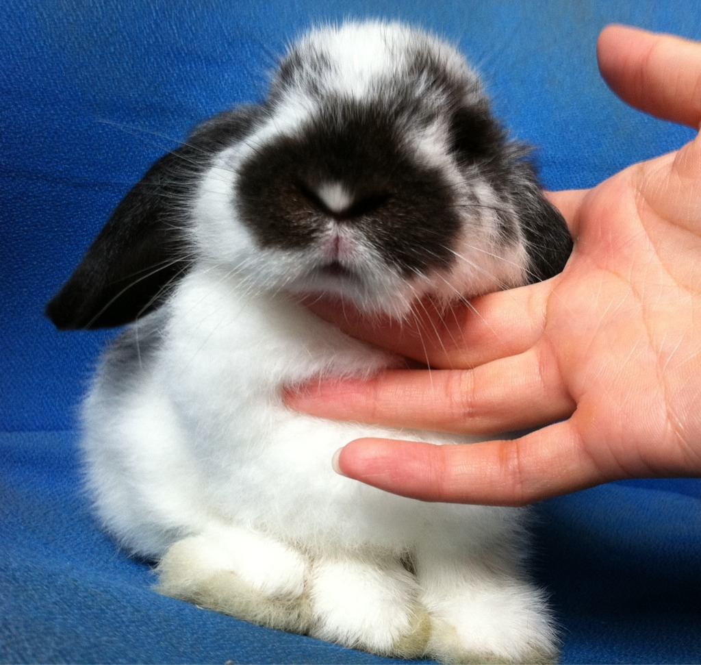 Rabbits for sale in Singapore! CNY 2012 RABBIT open house (ALL SOLD)!