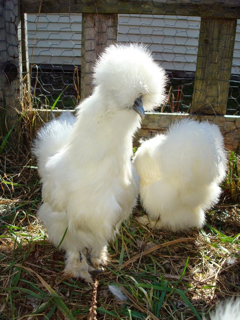 Silkie The Fluffy Chicken