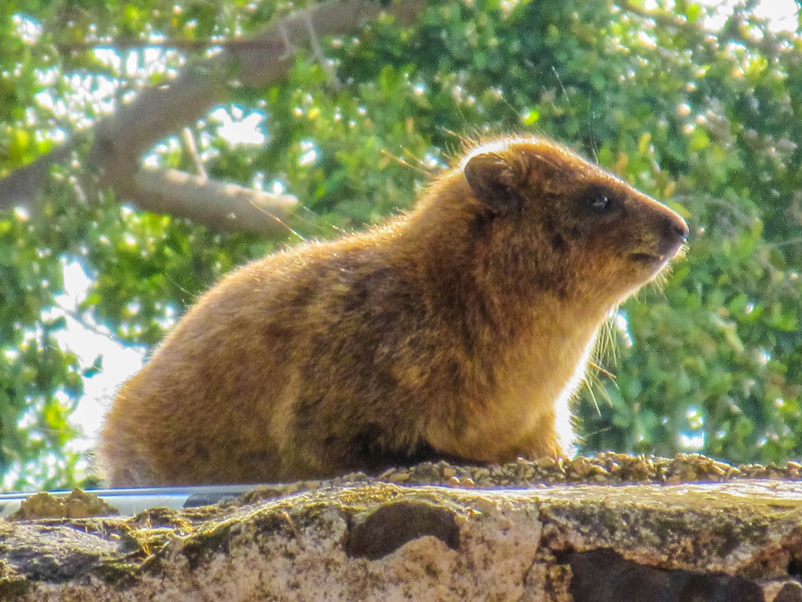 Cannundrums Rock Hyrax