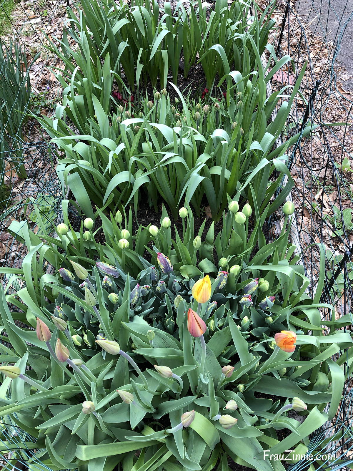 How to successfully grow tulips as cut flowers in your garden Frau Zinnie