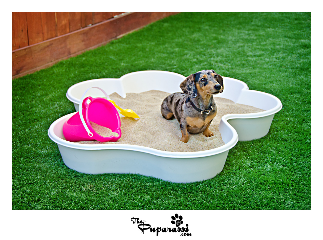 ThePuparazzi Photoshoot for Wag Hotel Sacramento Wagkiki Beach