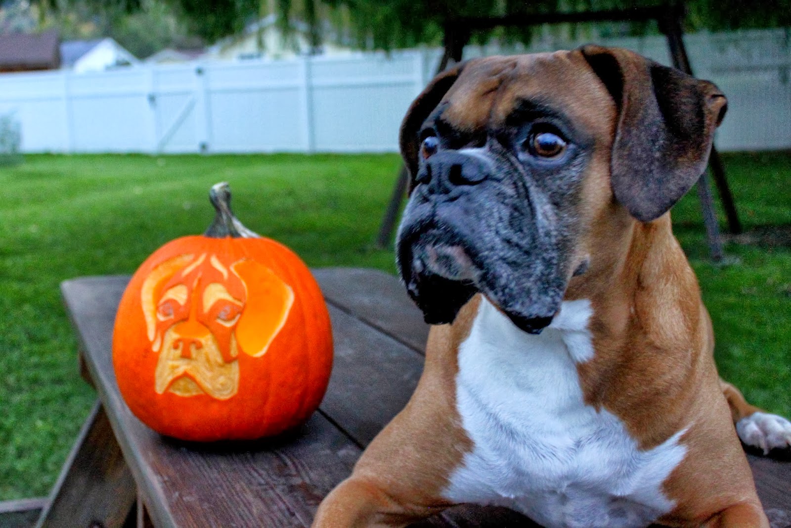 Here Comes The Fun Puppy Pumpkins