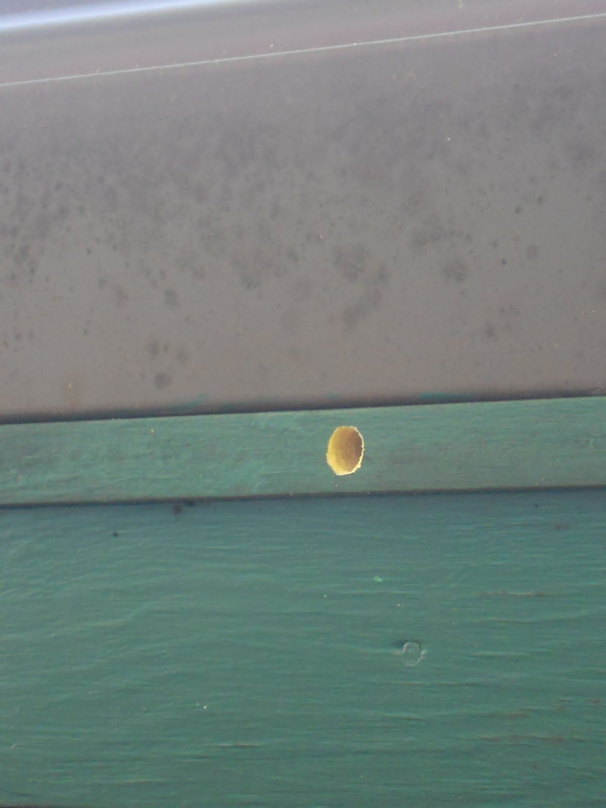 How to Deal with Carpenter Bees