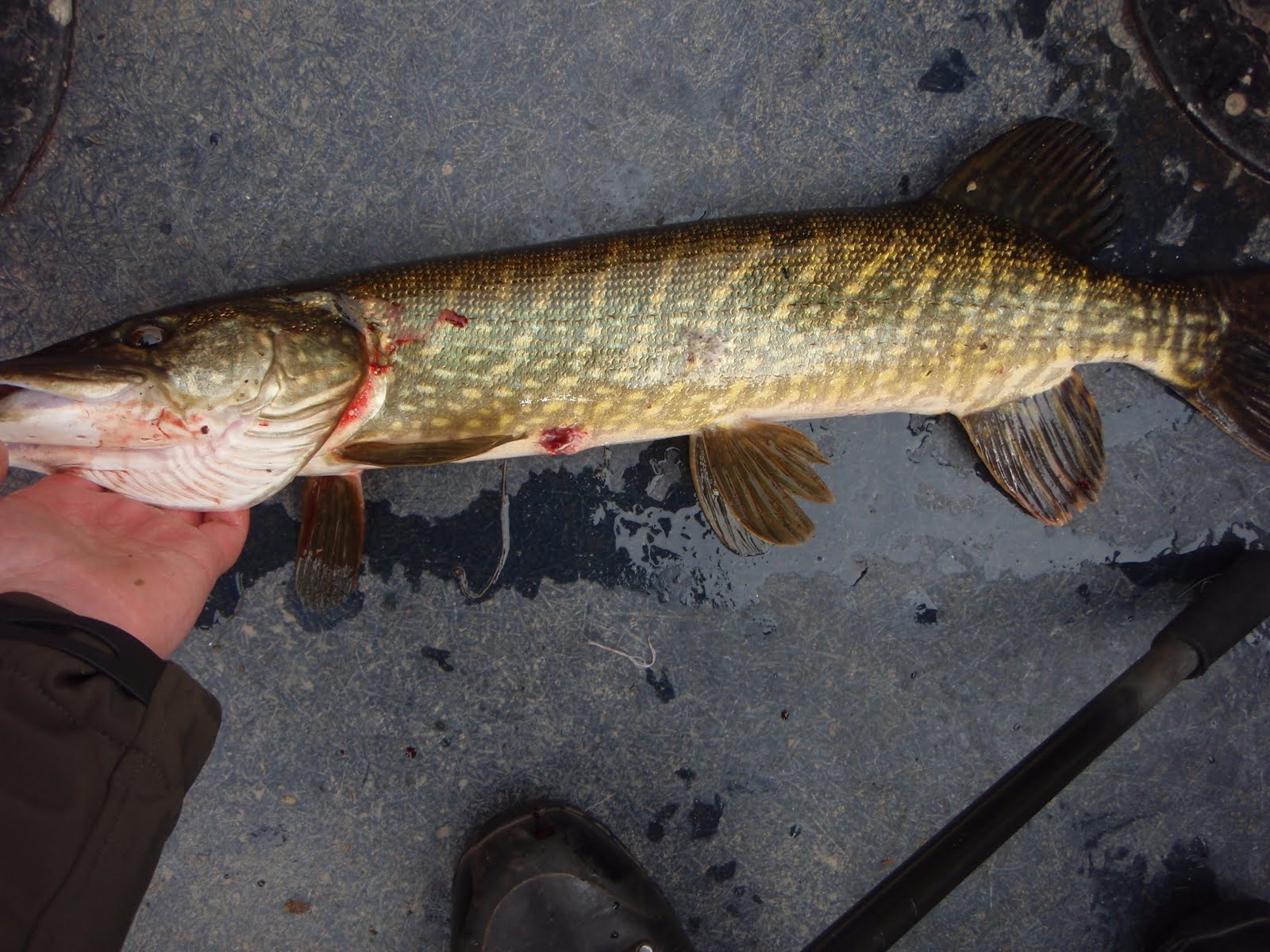 Scottish Fishing Guide 4lb Pike .Pike Fishing Guide Loch Lomond