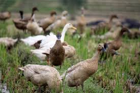 Fungsi Paruh Bebek Yang Lebar Dan Tipis Adalah Pelajaran Sekolah