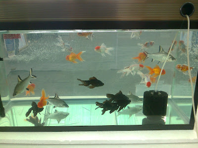 gold fish aquarium aqua show 2013