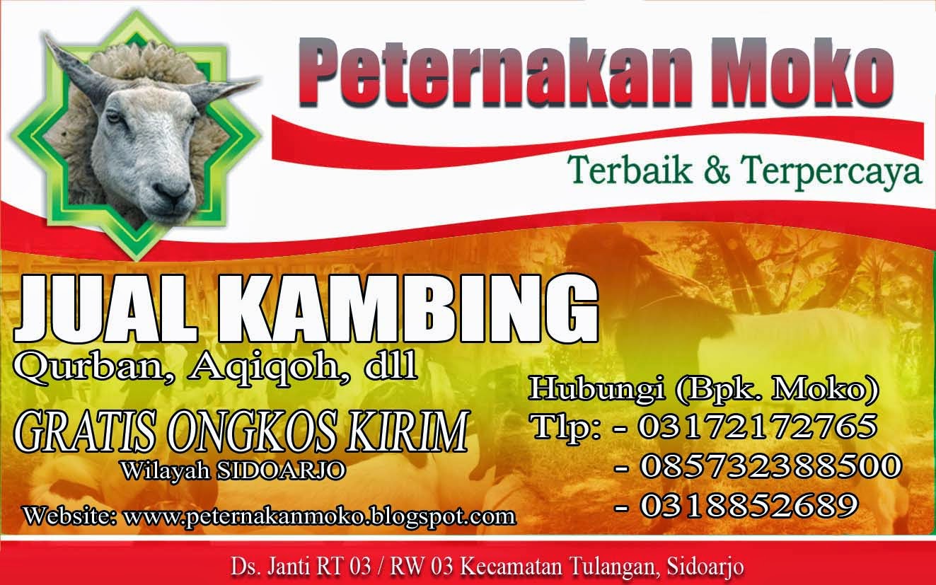 Contoh Spanduk Jual Kambing Qurban Brosur dan Spanduk