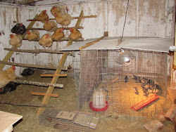 chickens pen proof rat report roost roof hopefully screens window