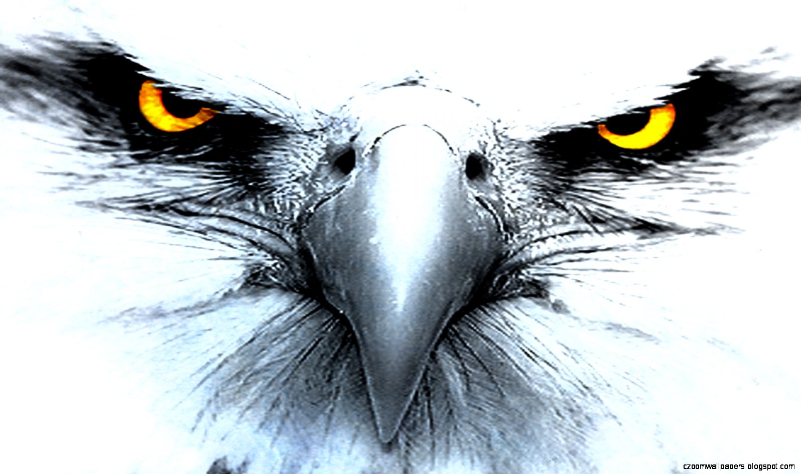 Awesome Fly Eagle Hd Desktop Wallpaper Wide