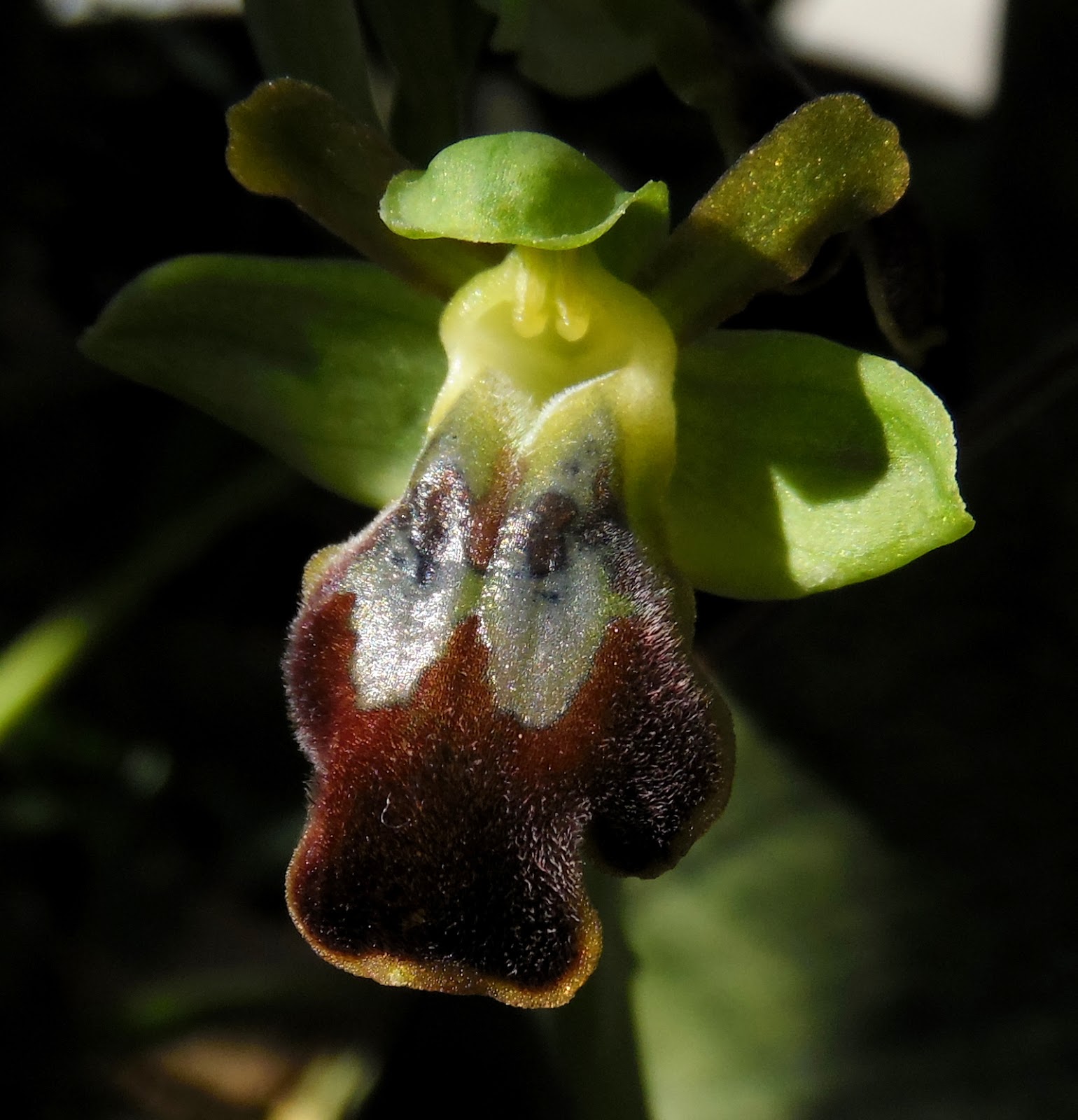 Future Plants By Randy Stewart Viburnum Part 2