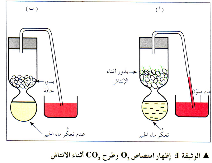 مدونة علوم الطبيعة والحياة التنفس