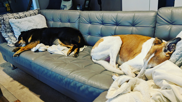 image of Zelda the Black and Tan Mutt and Dudley the Greyhound lying on the couch, each facing a different direction, taking up virtually the whole couch, and sound asleep