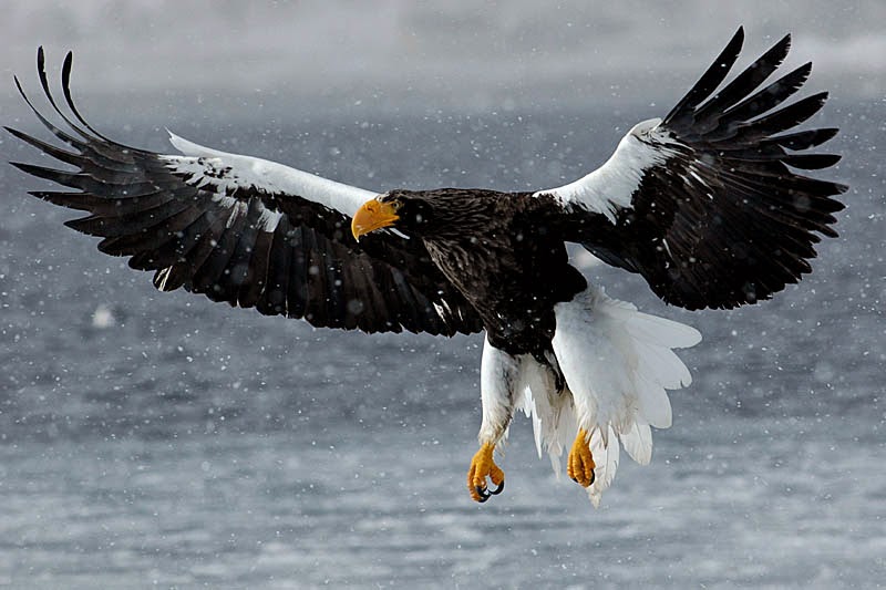 Margaret Mitchell malicioso Salida En alas de las águilas. Las 7 águilas más poderosas del mundo.