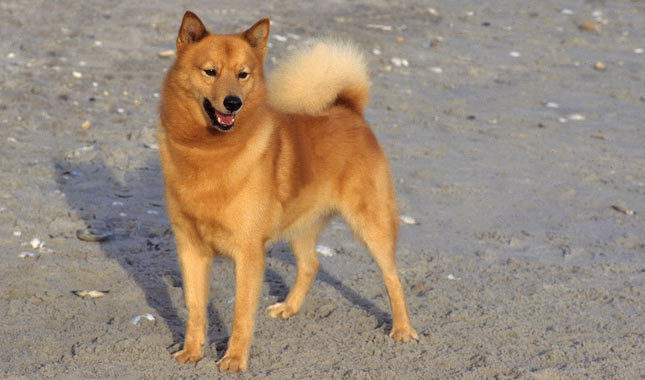 World S Rarest Dog Breeds Luv My Dogs