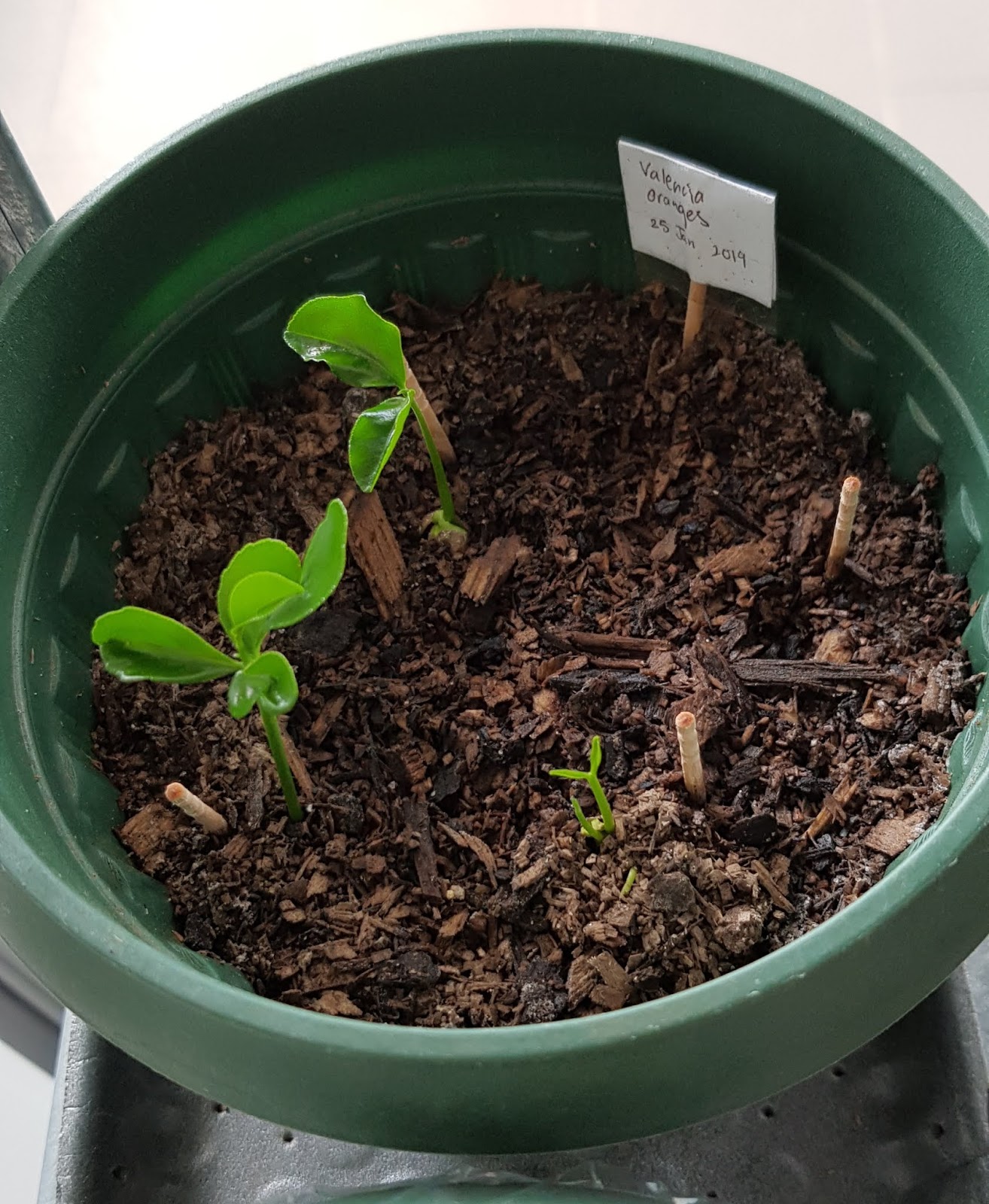 Growing Valencia orange from seed 2nd Batch